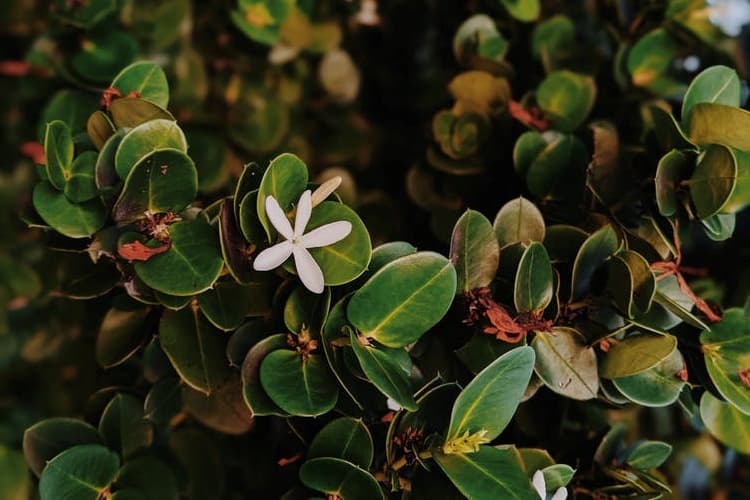 Manfaat Houttuynia Cordata untuk Kulit yang Lebih Sehat!