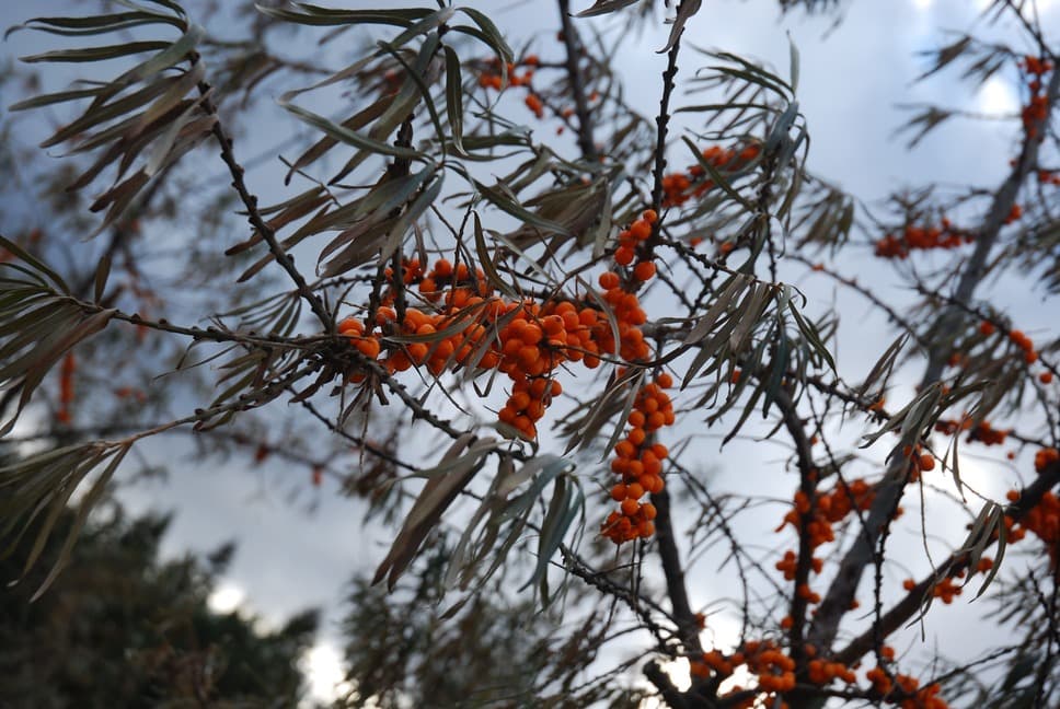 Dipercaya Selama Ribuan Tahun, Ini Dia Manfaat Sea Buckthorn yang Jarang Diketahui! 